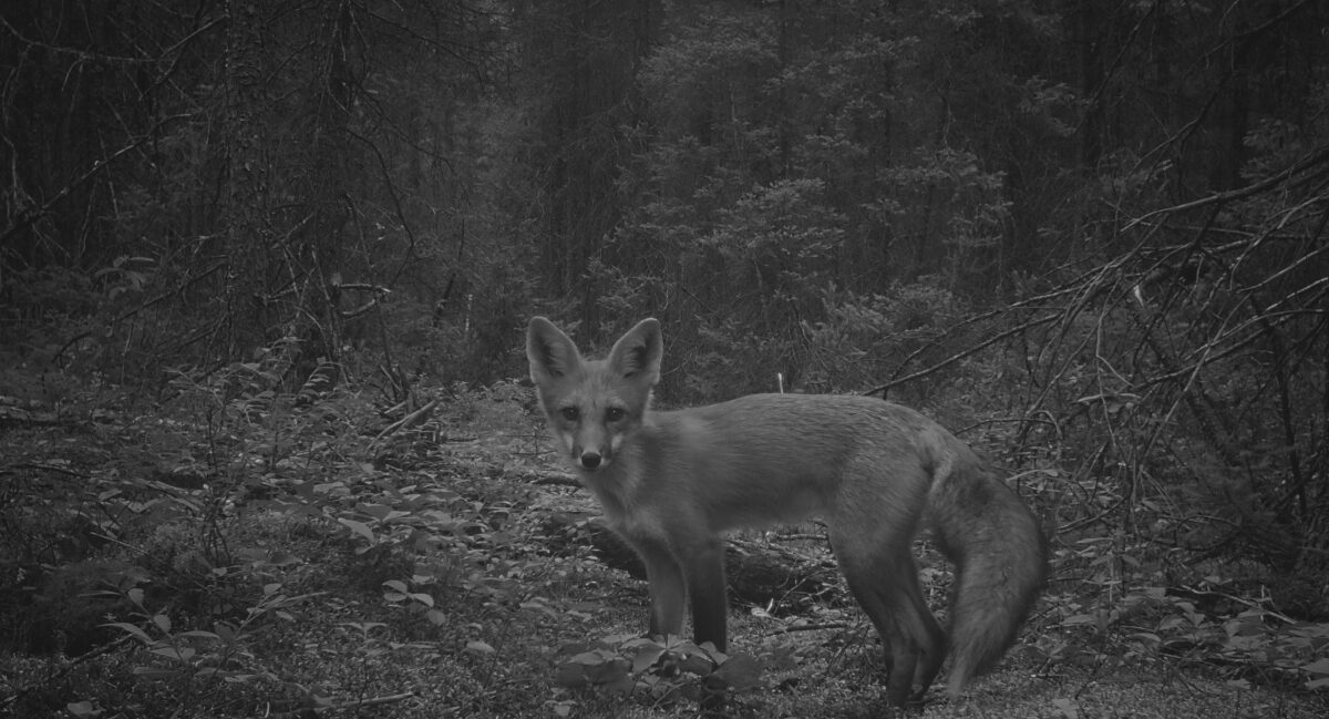 renard dans la forêt