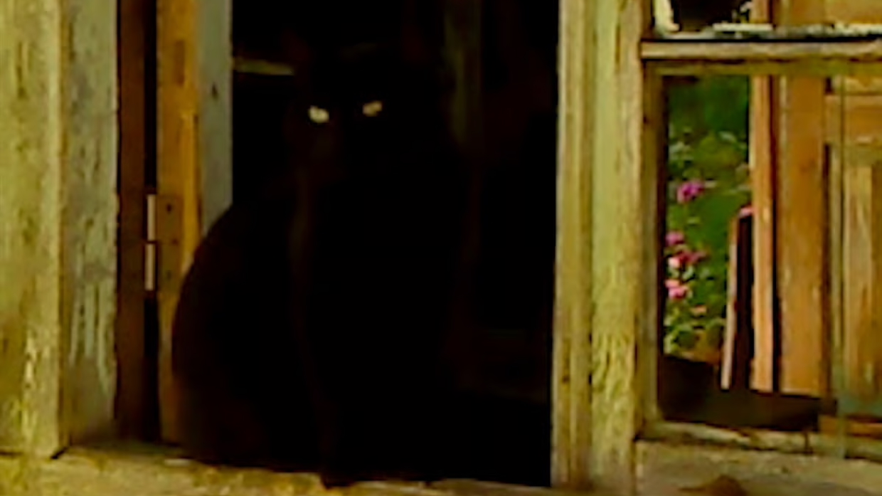 image basse résolution chat noir